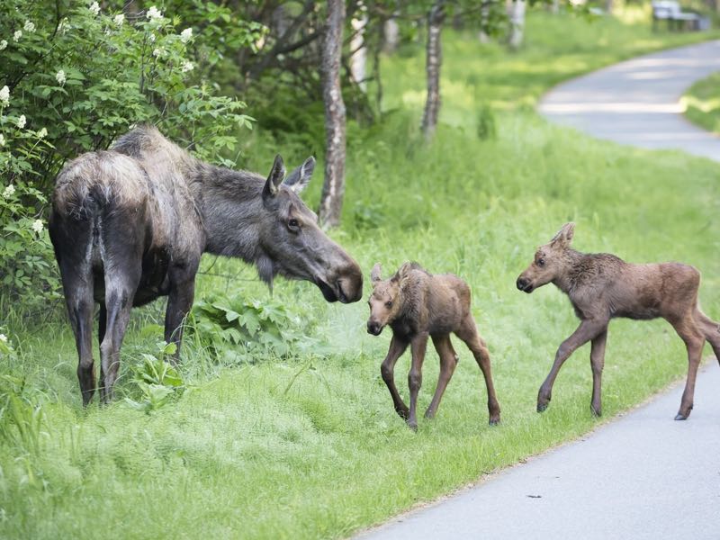 moose